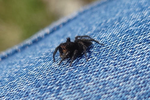 Aelurillus ater