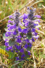 Ajuga multiflora