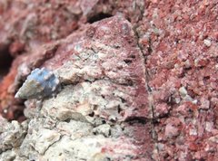 Nodilittorina pyramidalis