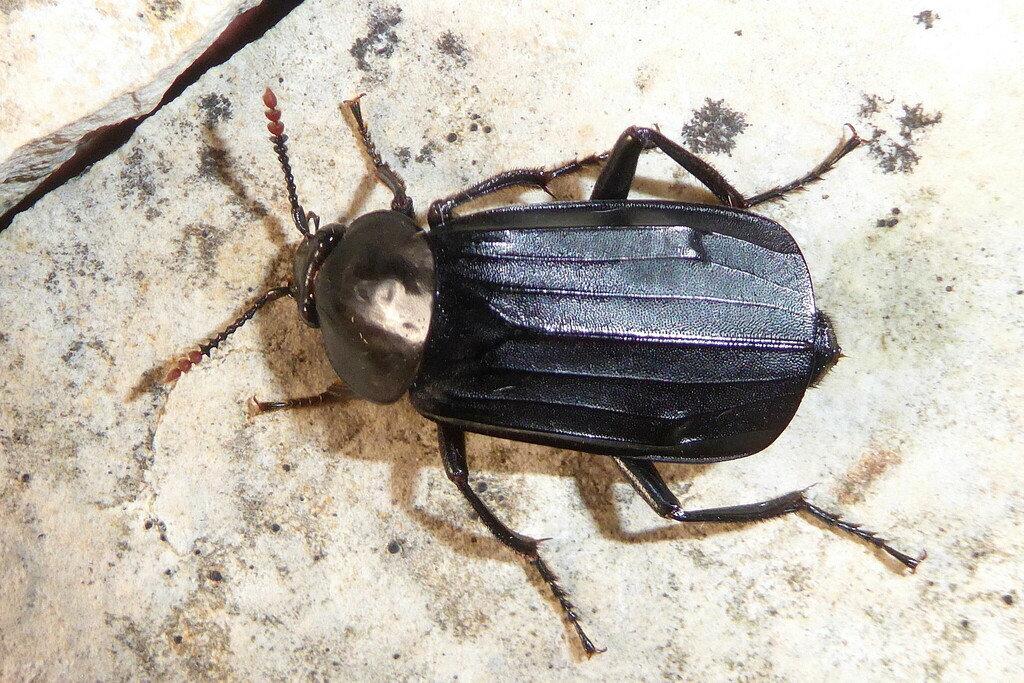 Shore Sexton Beetle from Duga Luka, Kroatien on September 17, 2017 at ...