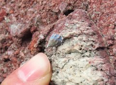 Nodilittorina pyramidalis