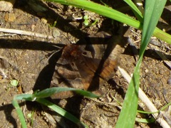 Euclidia ardita