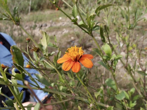 Bidens sambucifolia, photograph 6