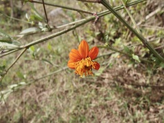 Bidens sambucifolia, photograph (c) Sue Carnahan, some rights reserved (CC BY)