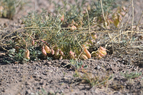 Halfmoon Milkvetch (Astragalus wootonii)