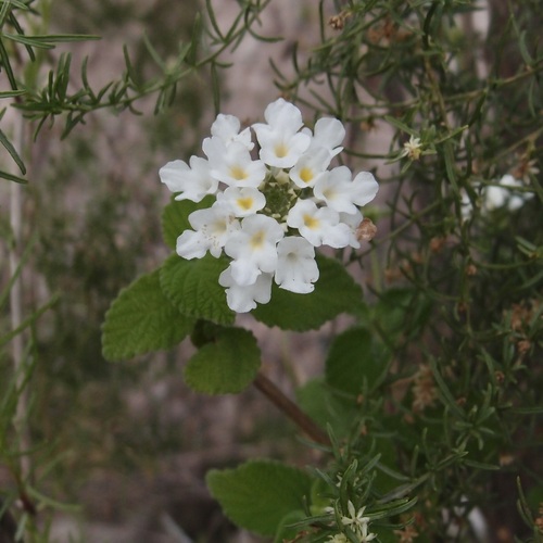 Image of Lantana velutina by (c) Sue Carnahan, some rights reserved (CC BY)