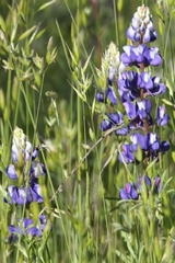 Lupinus polyphyllus bernardinus
