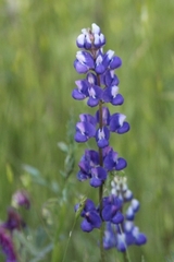 Lupinus polyphyllus bernardinus