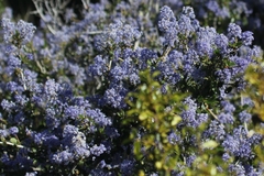 Ceanothus lemmonii
