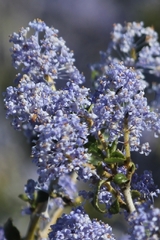 Ceanothus lemmonii
