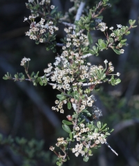 Ceanothus roderickii