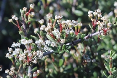 Ceanothus roderickii