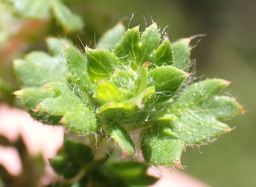 Image of Cliffortia filicaulis by (c) Nicola van Berkel, some rights reserved (CC BY-SA)