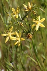 Triteleia ixioides scabra
