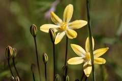 Triteleia ixioides scabra