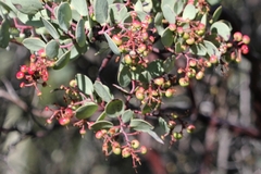 Arctostaphylos viscida
