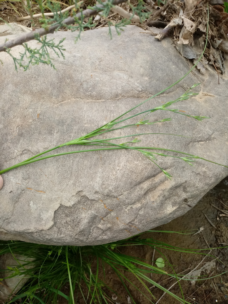 rushes in April 2020 by rachid74 · iNaturalist