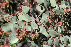 Arctostaphylos viscida