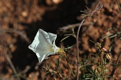 Calystegia stebbinsii