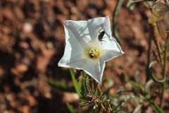 Calystegia stebbinsii