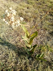 Asclepias glaucescens