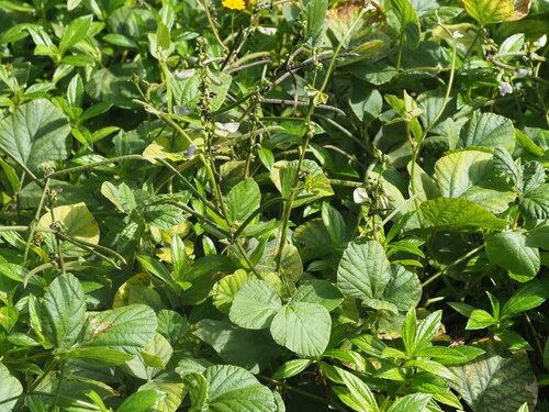 Neustanthus phaseoloides observed 2024-01-02