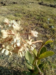 Asclepias glaucescens