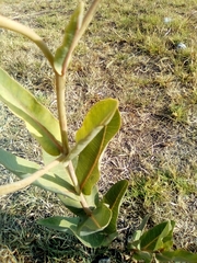 Asclepias glaucescens