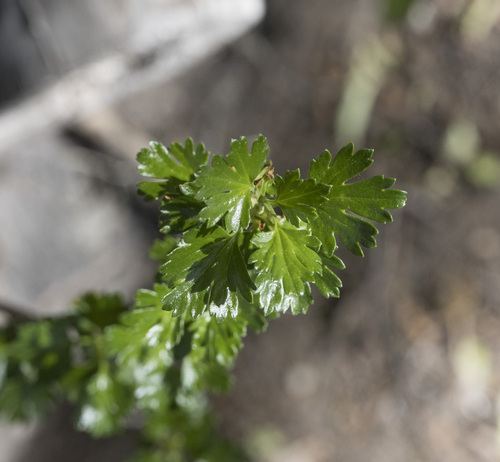 Ribes cucullatum (Ribes cucullatum)