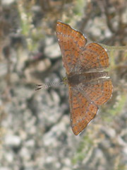 Lepidoptera