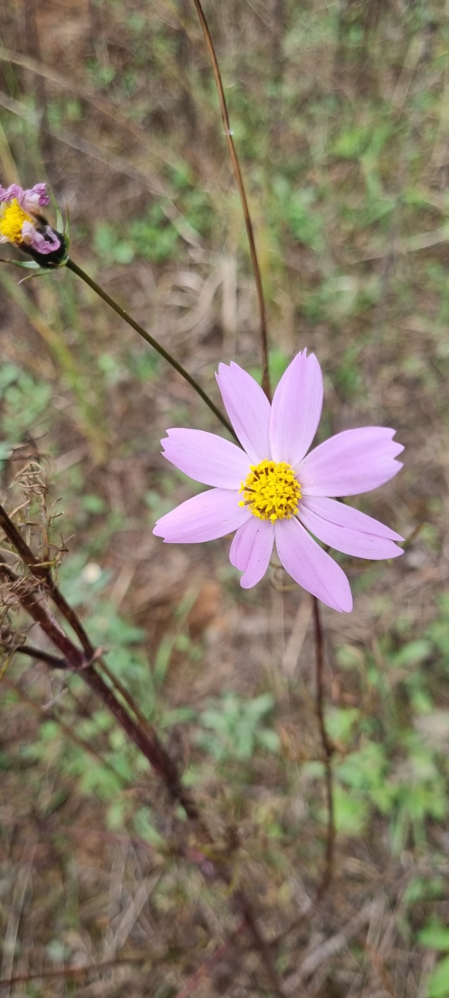 Imagem de Margarida-dos-jardins