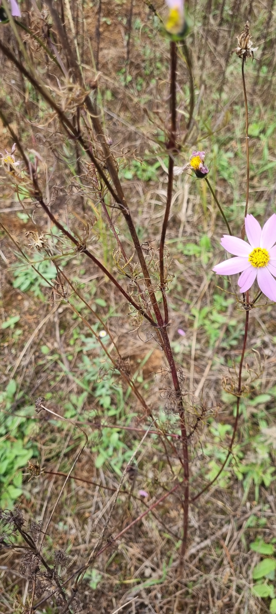 Imagem de Margarida-dos-jardins