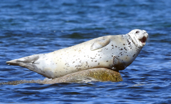 Spotted Seal photo 4
