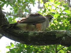 Accipiter bicolor
