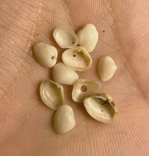 Common Basket-shell