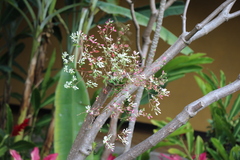 Euphorbia leucocephala image