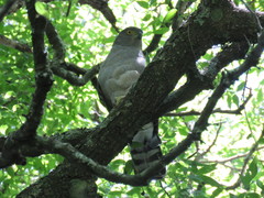 Accipiter bicolor