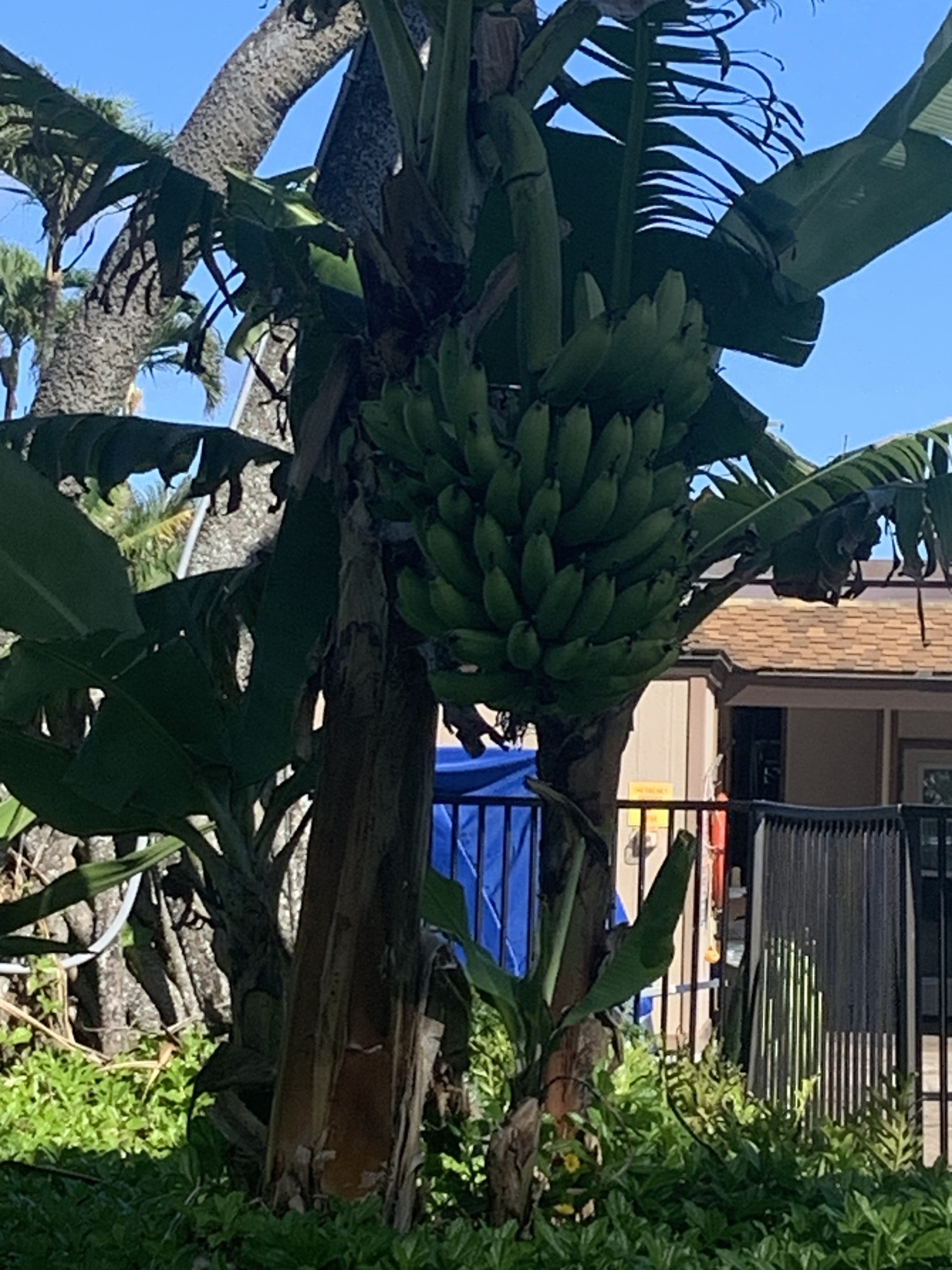 Imagem de Bananeira