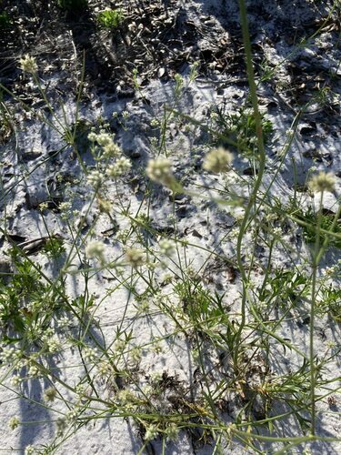 Image of Eryngium cuneifolium by (c) Neptalí Ramírez Marcial, some rights reserved (CC BY)