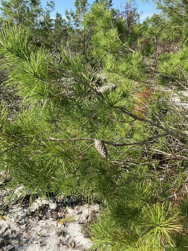 Pinus Venus sand pine from Archbold Biological Station, 123 Main Dr, Venus, FL ...