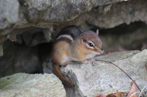 Eastern Chipmunk photographed in Tennessee