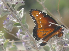 Lepidoptera