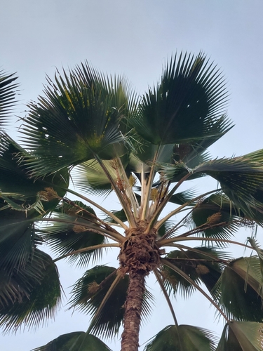 Pritchardia pacifica