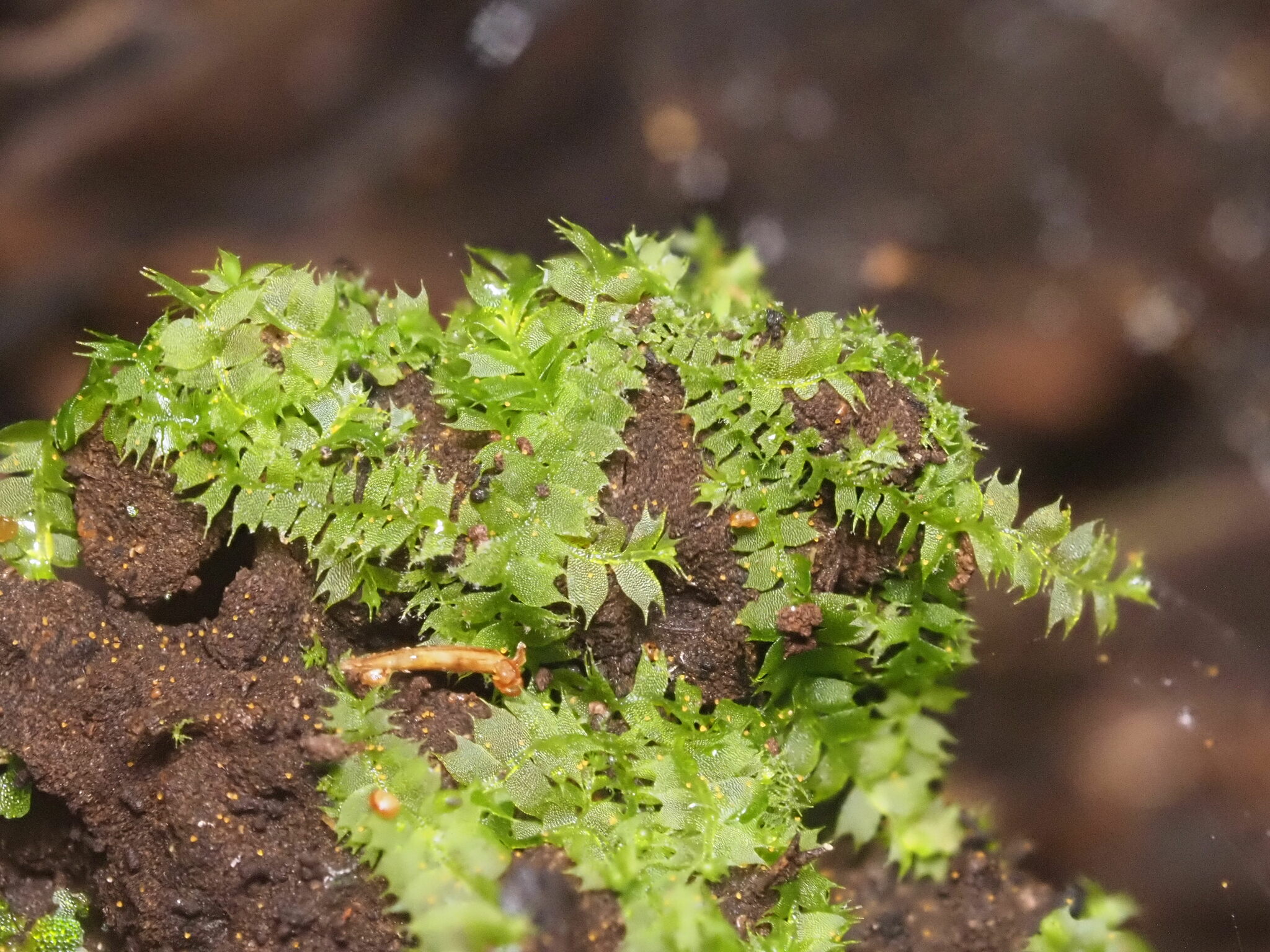 Lophocolea hawaica