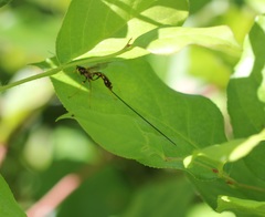 Megarhyssa nortoni