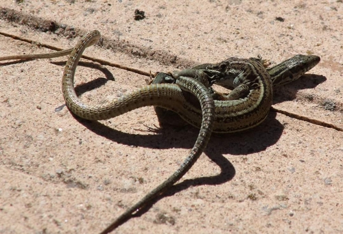 Guadarrama Wall Lizard, 40400 El Espinar, Segovia, España, photo 5 of 10