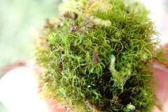 Grimmia torquata