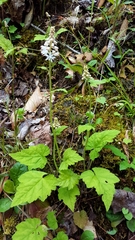 Tiarella austrina