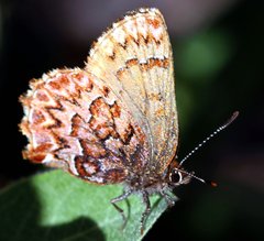Callophrys eryphon