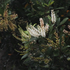 Pterophylla sylvicola